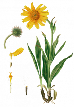 Guldblomme olieekstrakt