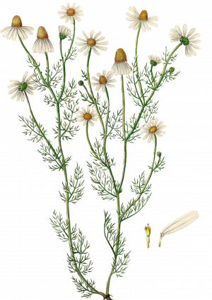 Kamilleblomstolie