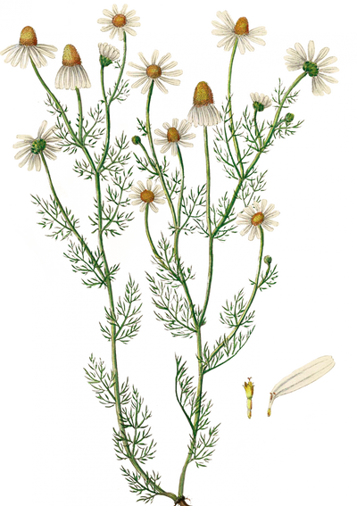 Kamilleblomstolie