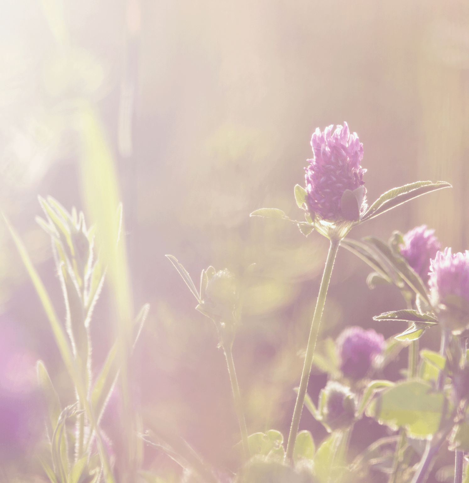 Beskyt din hud med naturlige ingredienser