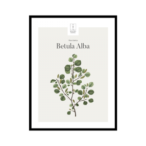 Kunstplakat Betula Alba 30x40