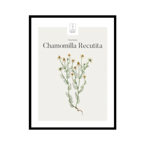 Kunstplakat Chamomilla Recutita 30x40