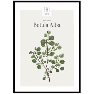 Kunstplakat Betula Alba 50x70