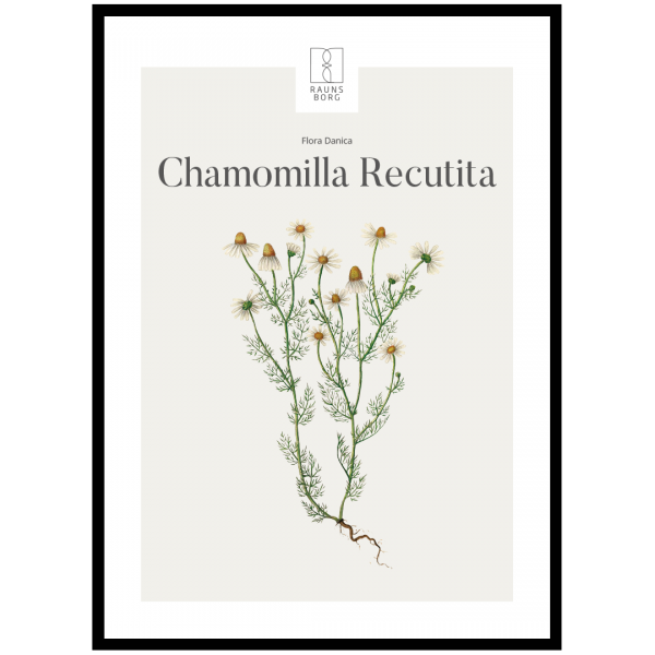 Kunstplakat Chamomilla Recutita 50x70
